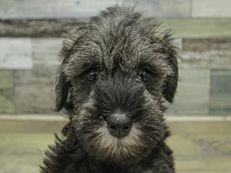 愛知県のミニチュアシュナウザー (ワンラブ名古屋守山インター総本店/2025年9月27日生まれ/女の子/ソルトペッパー)の子犬の1枚目の画像