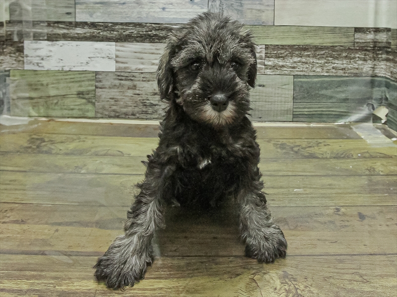 愛知県のミニチュアシュナウザー (ワンラブ名古屋守山インター総本店/2025年9月27日生まれ/女の子/ソルトペッパー)の子犬の3枚目の画像