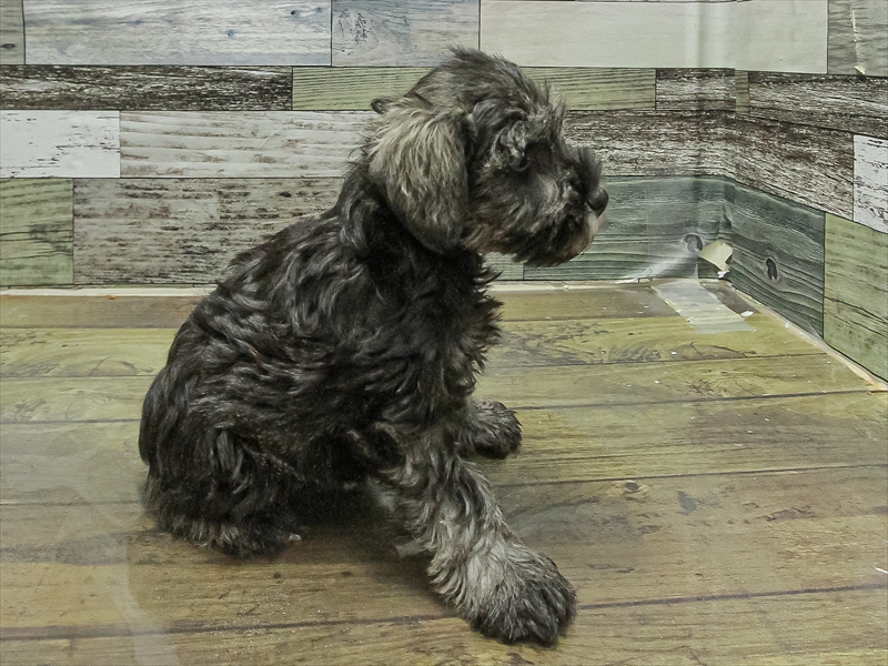 愛知県のミニチュアシュナウザー (ワンラブ名古屋守山インター総本店/2025年9月27日生まれ/女の子/ソルトペッパー)の子犬の2枚目の画像