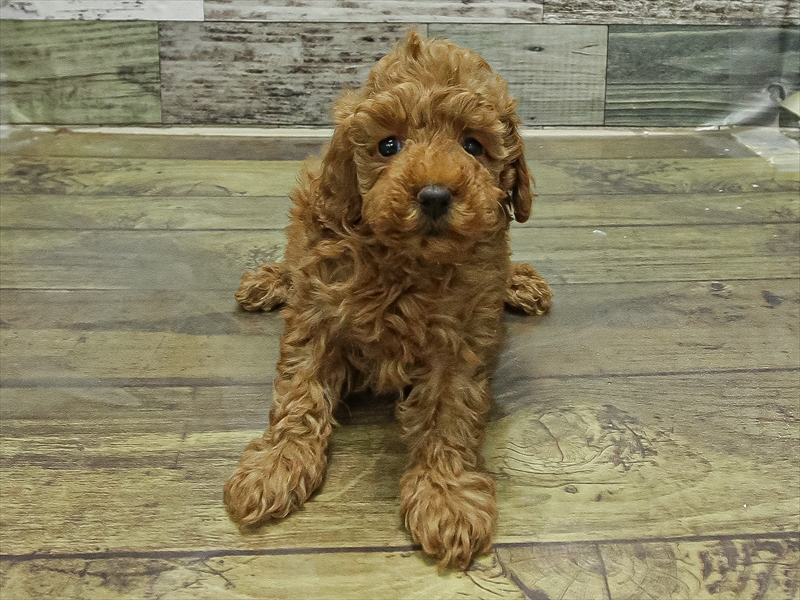 奈良県のトイプードル(トイ) (ワンラブミ・ナーラ奈良店/2025年9月28日生まれ/女の子/レッド)の子犬の3枚目の画像