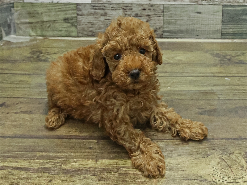 奈良県のトイプードル(トイ) (ワンラブミ・ナーラ奈良店/2025年9月28日生まれ/女の子/レッド)の子犬の2枚目の画像