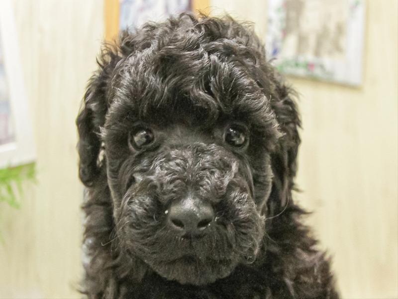 愛知県のトイプードル(トイ) (ワンラブホームセンターバロー小牧岩崎店/2025年9月26日生まれ/女の子/ブラック)の子犬の1枚目の画像