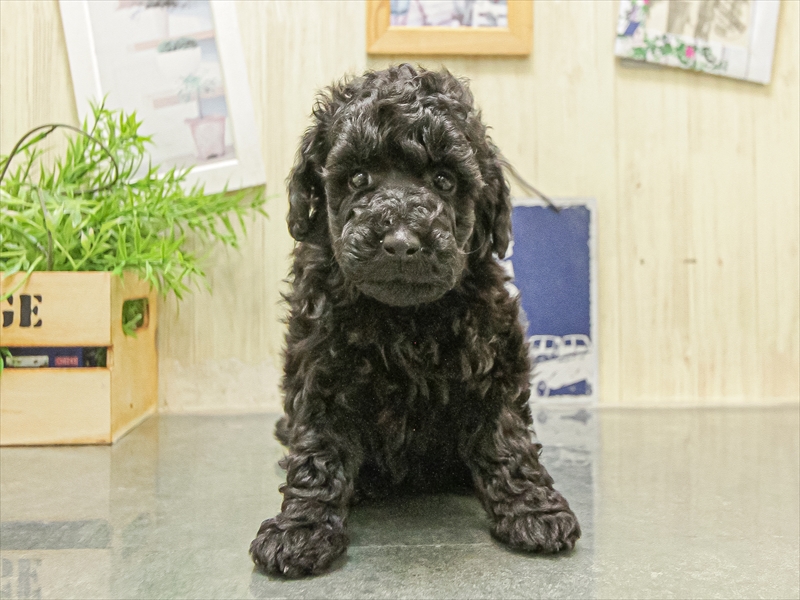 愛知県のトイプードル(トイ) (ワンラブホームセンターバロー小牧岩崎店/2025年9月26日生まれ/女の子/ブラック)の子犬の3枚目の画像
