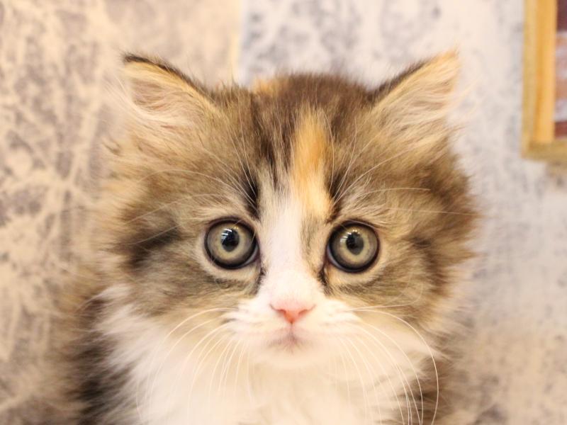 東京都のミヌエット (ワンラブニャンラブ ららテラス北綾瀬店/2025年9月25日生まれ/女の子/キャリコ)の子猫の1枚目の画像