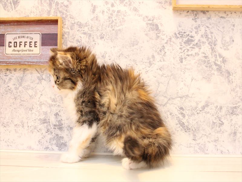 東京都のミヌエット (ワンラブニャンラブ ららテラス北綾瀬店/2025年9月25日生まれ/女の子/キャリコ)の子猫の3枚目の画像