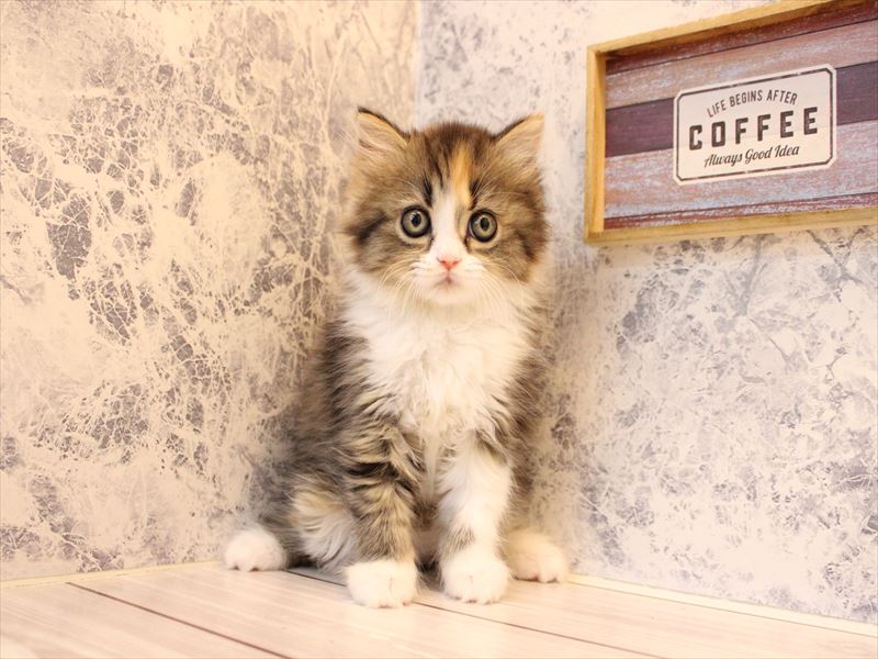 東京都のミヌエット (ワンラブニャンラブ ららテラス北綾瀬店/2025年9月25日生まれ/女の子/キャリコ)の子猫の2枚目の画像