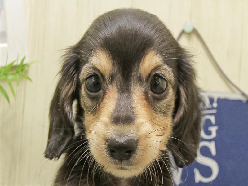 愛知県のミニチュアダックスフンド(ロング) (ワンラブカインズ名古屋守山店/2025年9月26日生まれ/女の子/ブラックタン)の子犬の1枚目の画像