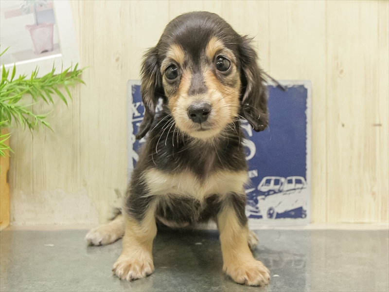 愛知県のミニチュアダックスフンド(ロング) (ワンラブカインズ名古屋守山店/2025年9月26日生まれ/女の子/ブラックタン)の子犬の3枚目の画像