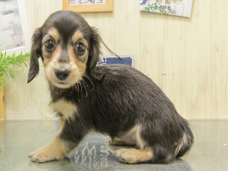 愛知県のミニチュアダックスフンド(ロング) (ワンラブカインズ名古屋守山店/2025年9月26日生まれ/女の子/ブラックタン)の子犬の2枚目の画像