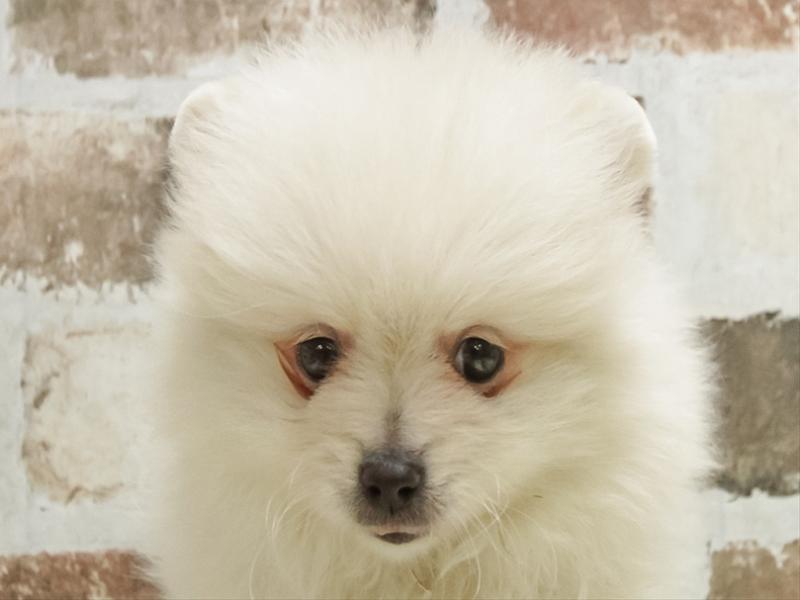 宮城県のポメラニアン (ワンラブカインズ仙台富谷店/2025年9月27日生まれ/男の子/クリーム)の子犬の1枚目の画像