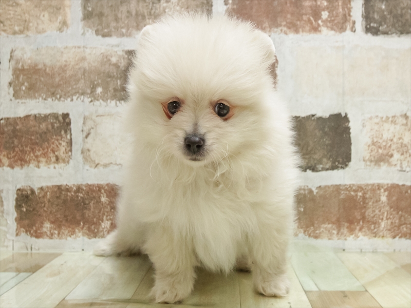 宮城県のポメラニアン (ワンラブカインズ仙台富谷店/2025年9月27日生まれ/男の子/クリーム)の子犬の3枚目の画像