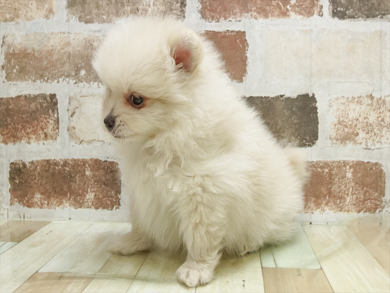 宮城県のポメラニアン (ワンラブカインズ仙台富谷店/2025年9月27日生まれ/男の子/クリーム)の子犬の2枚目の画像