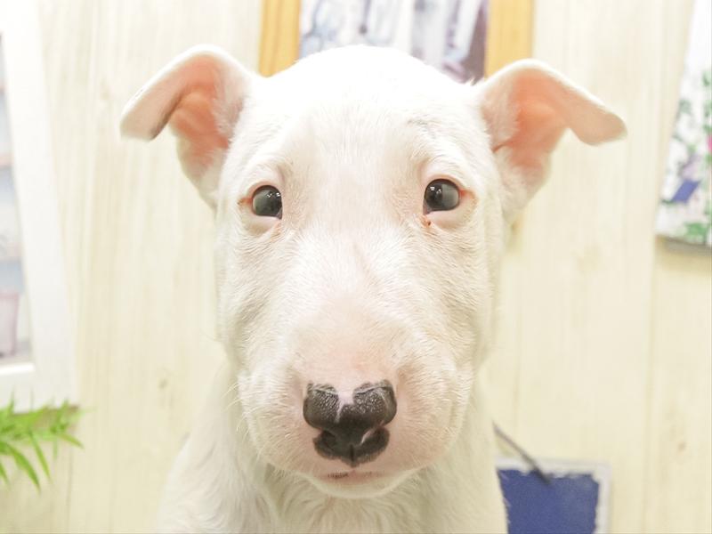 滋賀県のミニチュアブルテリア (ワンラブピエリ守山店/2025年9月27日生まれ/男の子/ホワイト)の子犬