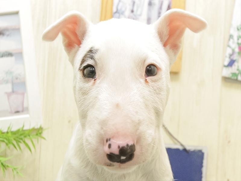 愛知県のミニチュアブルテリア (ワンラブおっきなもふもふ名古屋総本店/2025年9月27日生まれ/男の子/ホワイト)の子犬の1枚目の画像