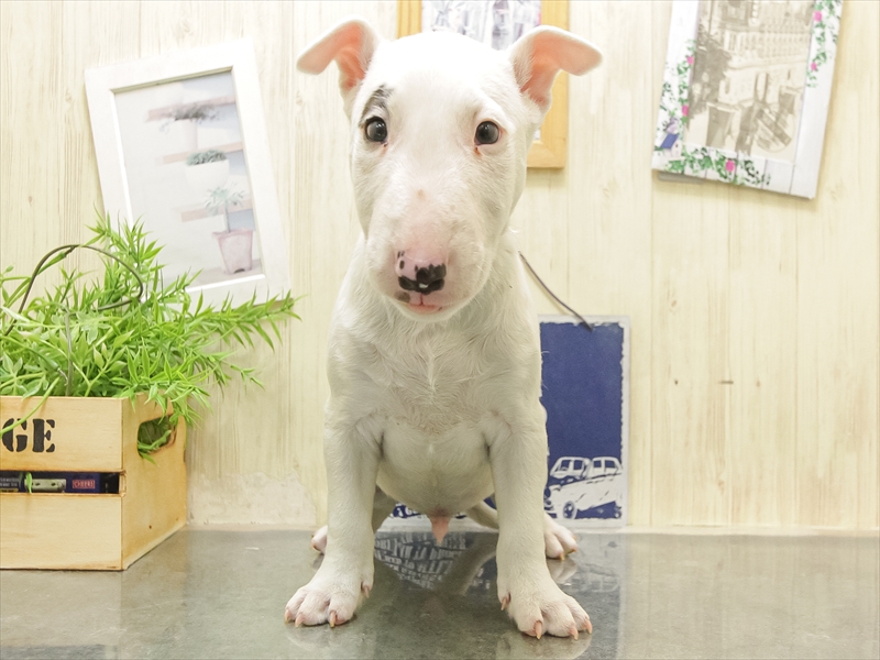 愛知県のミニチュアブルテリア (ワンラブおっきなもふもふ名古屋総本店/2025年9月27日生まれ/男の子/ホワイト)の子犬の3枚目の画像