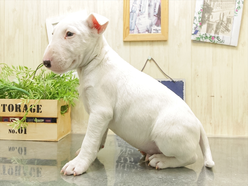 愛知県のミニチュアブルテリア (ワンラブおっきなもふもふ名古屋総本店/2025年9月27日生まれ/男の子/ホワイト)の子犬の2枚目の画像