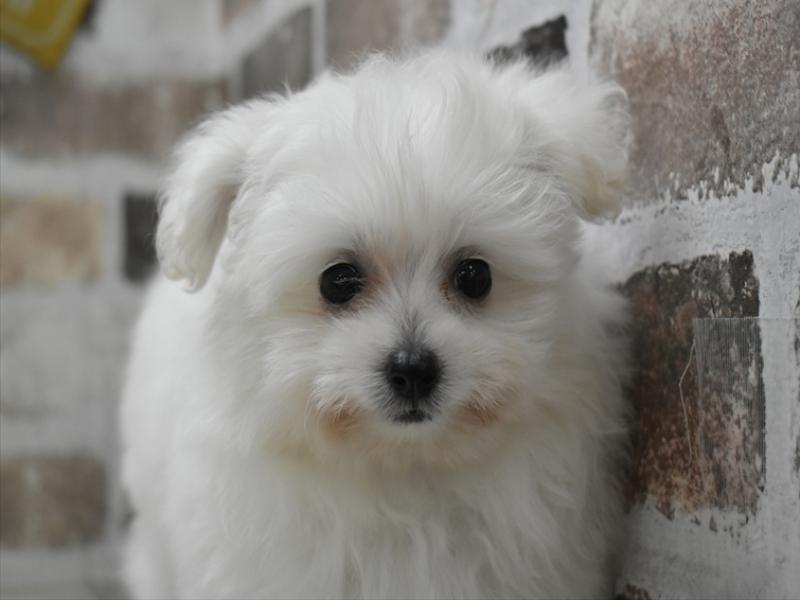 愛知県のポメプー(ポメラニアン×プードル) (ワンラブ名古屋守山インター総本店/2025年9月29日生まれ/女の子/クリーム)の子犬の1枚目の画像