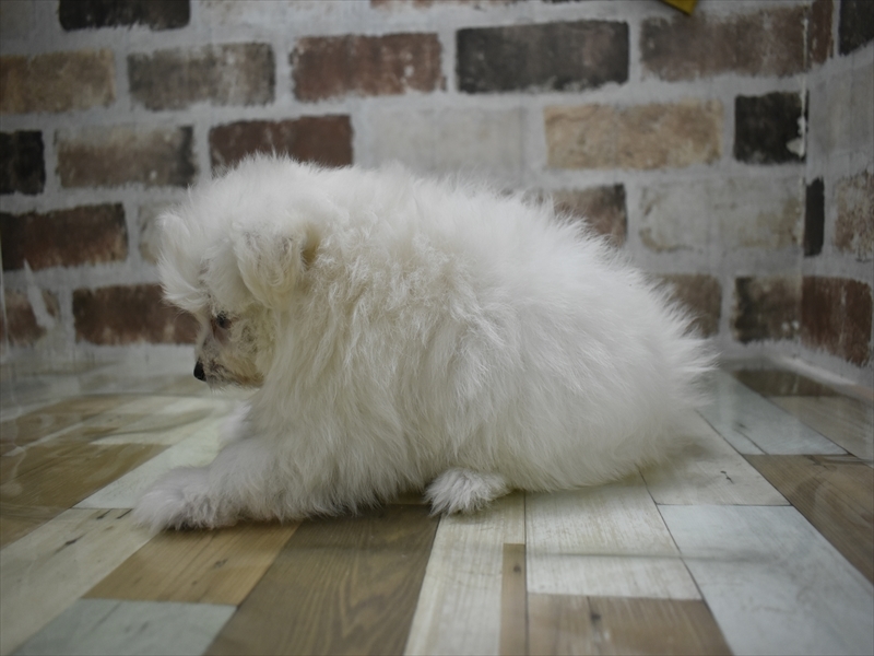 愛知県のポメプー(ポメラニアン×プードル) (ワンラブ名古屋守山インター総本店/2025年9月29日生まれ/女の子/クリーム)の子犬の3枚目の画像