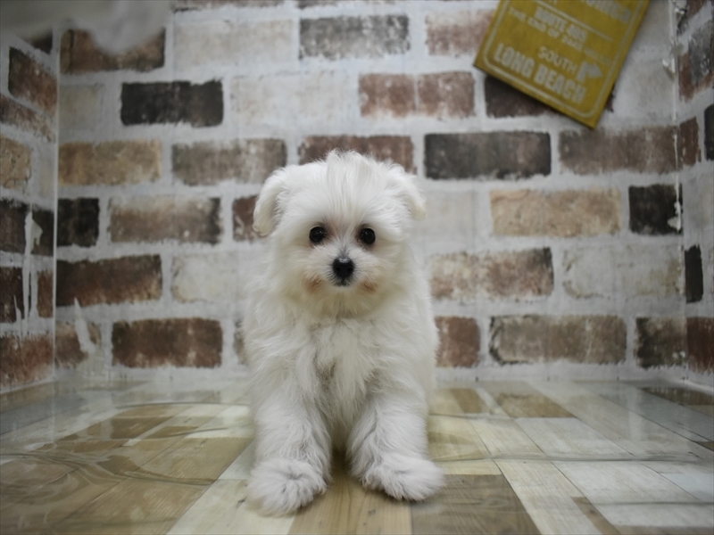 愛知県のポメプー(ポメラニアン×プードル) (ワンラブ名古屋守山インター総本店/2025年9月29日生まれ/女の子/クリーム)の子犬の2枚目の画像