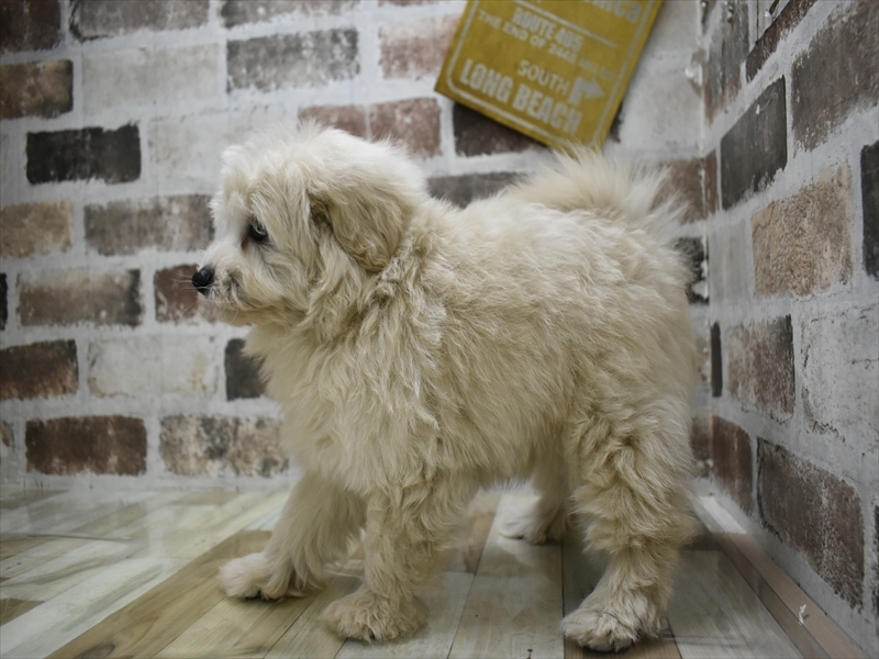 愛知県のポメプー(ポメラニアン×プードル) (ワンラブ名古屋守山インター総本店/2025年9月29日生まれ/男の子/クリーム)の子犬の3枚目の画像