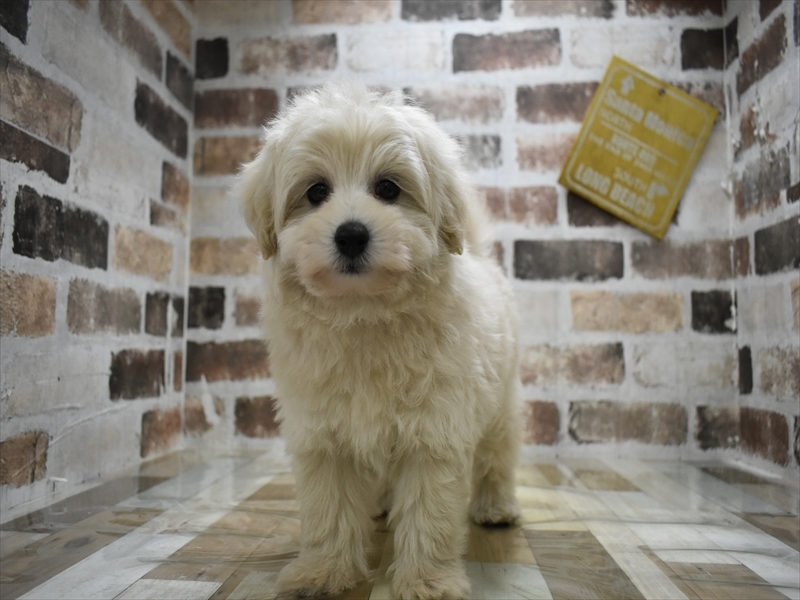 愛知県のポメプー(ポメラニアン×プードル) (ワンラブ名古屋守山インター総本店/2025年9月29日生まれ/男の子/クリーム)の子犬の2枚目の画像