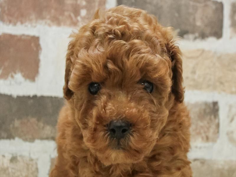 愛知県のトイプードル(トイ) (ワンラブホームセンターバロー千音寺店(FC)/2025年9月29日生まれ/男の子/レッド)の子犬