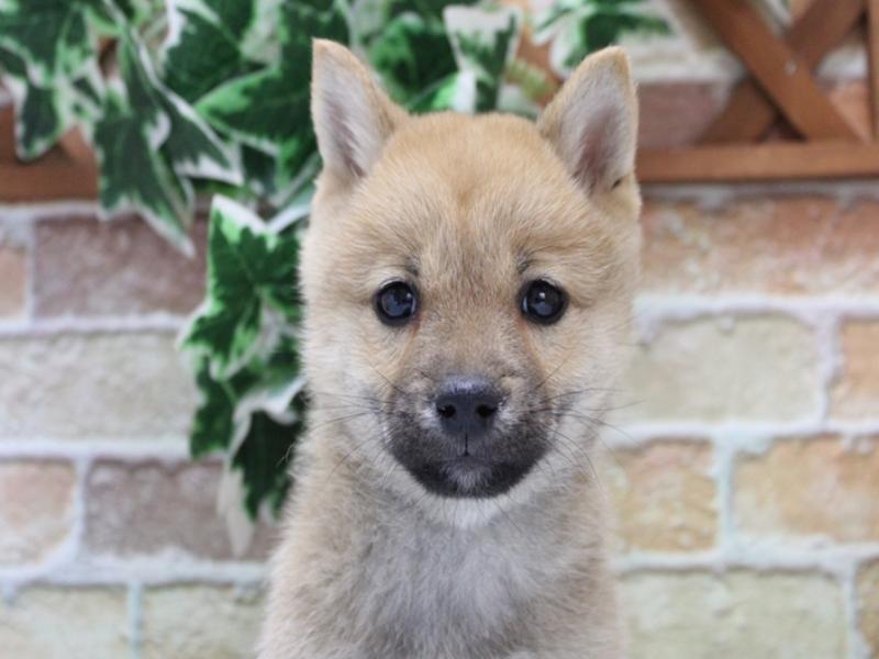 富山県の柴犬(標準サイズ) (ワンラブアピア富山店/2025年9月26日生まれ/男の子/赤)の子犬の1枚目の画像