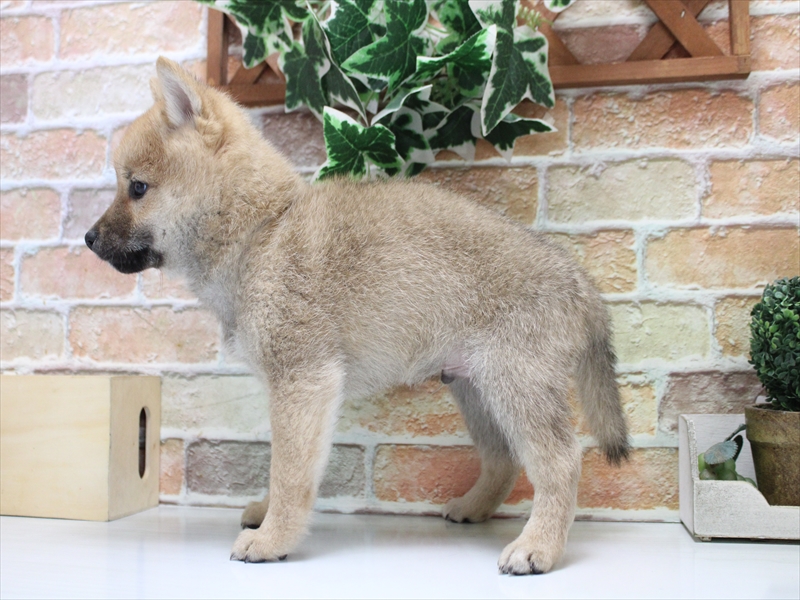 富山県の柴犬(標準サイズ) (ワンラブアピア富山店/2025年9月26日生まれ/男の子/赤)の子犬の3枚目の画像