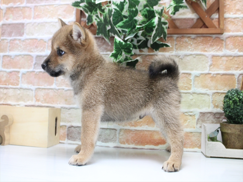 千葉県の柴犬(標準サイズ) (ワンラブイオンフードスタイル新松戸店/2025年9月26日生まれ/男の子/赤)の子犬の3枚目の画像