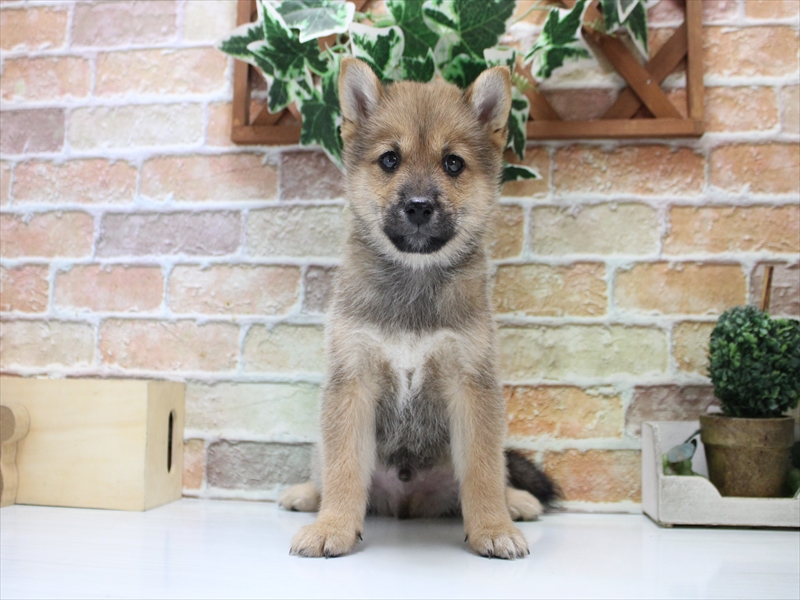 千葉県の柴犬(標準サイズ) (ワンラブイオンフードスタイル新松戸店/2025年9月26日生まれ/男の子/赤)の子犬の2枚目の画像