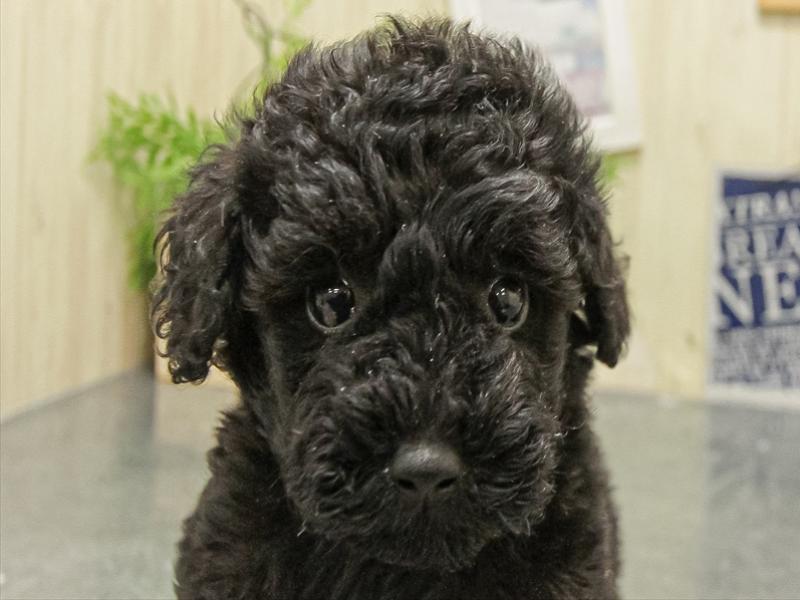 福井県のトイプードル(トイ) (ワンラブコメリパワー坂井店/2025年9月30日生まれ/男の子/ブラック)の子犬