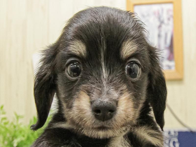 愛知県のチワックス(チワワ×ダックス) (ワンラブららぽーと安城店/2025年9月30日生まれ/女の子/ブラックタンホワイト)の子犬の1枚目の画像