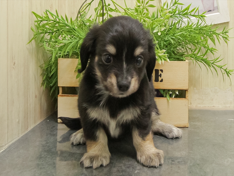 愛知県のチワックス(チワワ×ダックス) (ワンラブららぽーと安城店/2025年9月30日生まれ/女の子/ブラックタンホワイト)の子犬の3枚目の画像