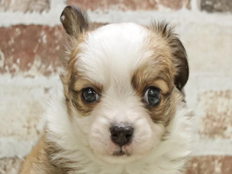 愛知県のパピチー/チワパピ(パピヨン×チワワ) (ワンラブららぽーと愛知東郷店/2025年9月30日生まれ/男の子/ホワイトブラウン)の子犬