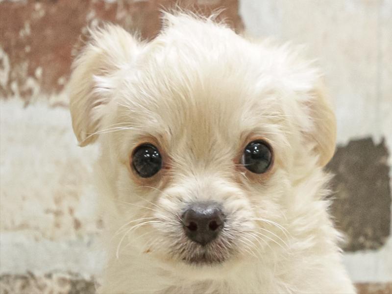 岐阜県のチワプー/プーチー(チワワ×プードル) (ワンラブMEGA ドン・キホーテ瑞穂店/2025年9月27日生まれ/男の子/クリーム)の子犬の1枚目の画像