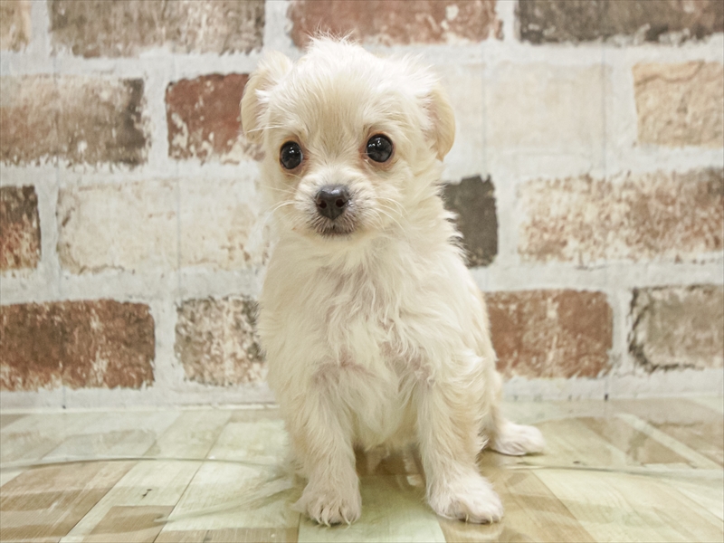 岐阜県のチワプー/プーチー(チワワ×プードル) (ワンラブMEGA ドン・キホーテ瑞穂店/2025年9月27日生まれ/男の子/クリーム)の子犬の3枚目の画像