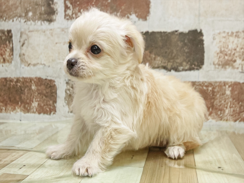 岐阜県のチワプー/プーチー(チワワ×プードル) (ワンラブMEGA ドン・キホーテ瑞穂店/2025年9月27日生まれ/男の子/クリーム)の子犬の2枚目の画像