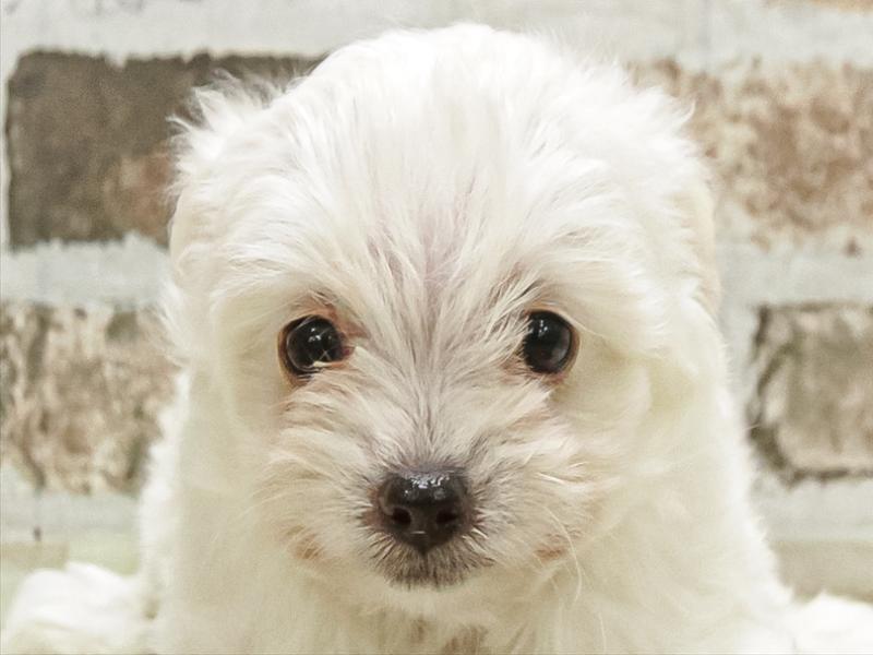 富山県のチワプー/プーチー(チワワ×プードル) (ワンラブ富山ファボーレ店/2025年9月27日生まれ/男の子/クリーム)の子犬の1枚目の画像