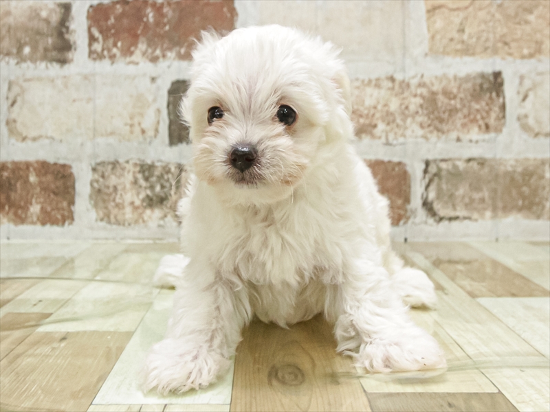 富山県のチワプー/プーチー(チワワ×プードル) (ワンラブ富山ファボーレ店/2025年9月27日生まれ/男の子/クリーム)の子犬の3枚目の画像