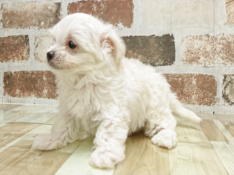 富山県のチワプー/プーチー(チワワ×プードル) (ワンラブ富山ファボーレ店/2025年9月27日生まれ/男の子/クリーム)の子犬の2枚目の画像