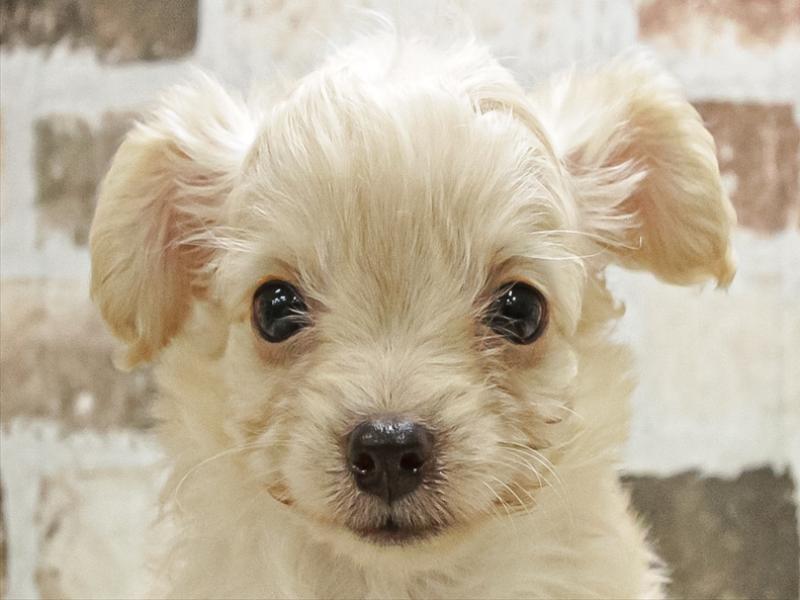 愛知県のチワプー/プーチー(チワワ×プードル) (ワンラブ名古屋守山インター総本店/2025年9月28日生まれ/男の子/クリーム)の子犬の1枚目の画像