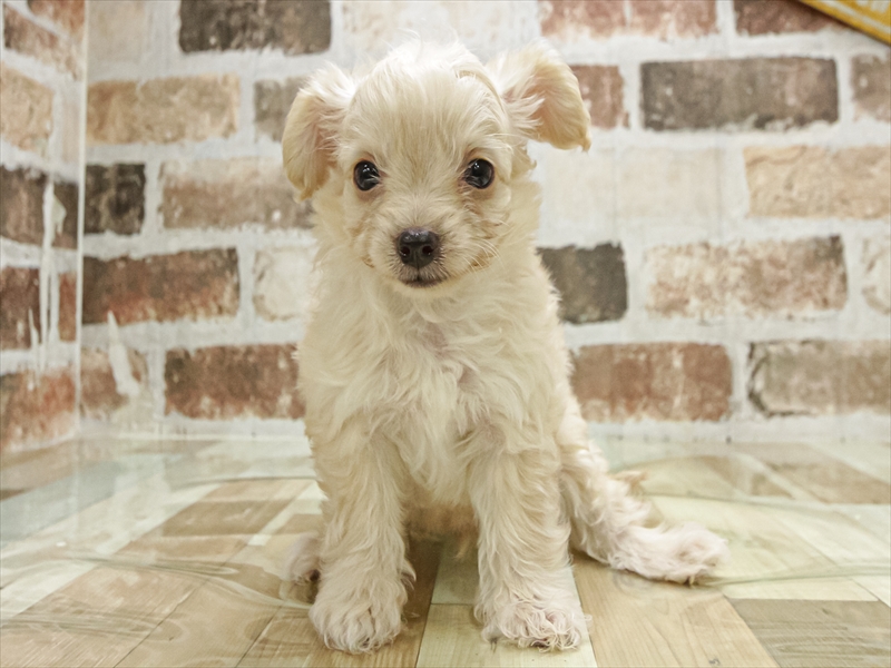 愛知県のチワプー/プーチー(チワワ×プードル) (ワンラブ名古屋守山インター総本店/2025年9月28日生まれ/男の子/クリーム)の子犬の3枚目の画像