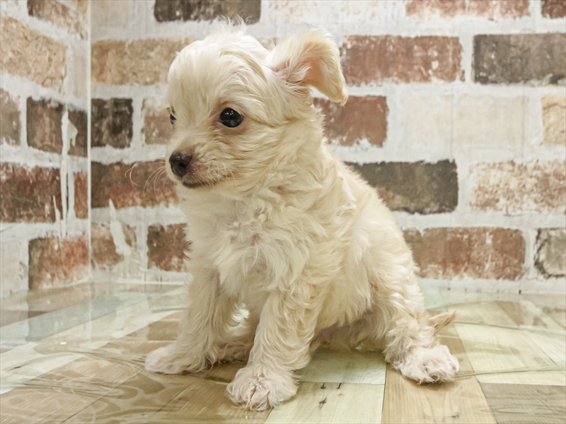 愛知県のチワプー/プーチー(チワワ×プードル) (ワンラブ名古屋守山インター総本店/2025年9月28日生まれ/男の子/クリーム)の子犬の2枚目の画像