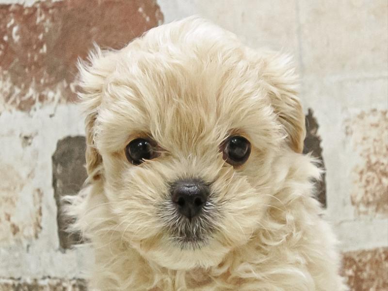 愛知県のペキプー(ペキニーズ×プードル) (ワンラブ名古屋守山インター総本店/2025年9月28日生まれ/男の子/クリーム)の子犬の1枚目の画像