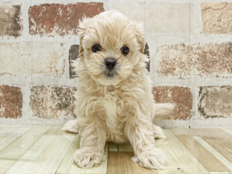 愛知県のペキプー(ペキニーズ×プードル) (ワンラブ名古屋守山インター総本店/2025年9月28日生まれ/男の子/クリーム)の子犬の3枚目の画像