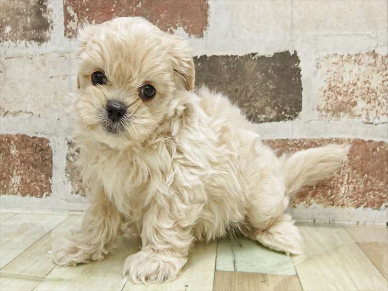 愛知県のペキプー(ペキニーズ×プードル) (ワンラブ名古屋守山インター総本店/2025年9月28日生まれ/男の子/クリーム)の子犬の2枚目の画像