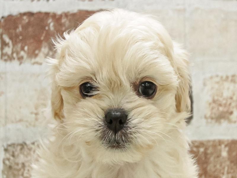 愛知県のペキプー(ペキニーズ×プードル) (ワンラブ名古屋守山インター総本店/2025年9月28日生まれ/女の子/クリーム)の子犬の1枚目の画像