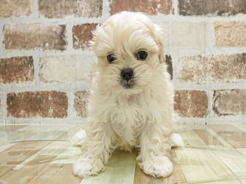 愛知県のペキプー(ペキニーズ×プードル) (ワンラブ名古屋守山インター総本店/2025年9月28日生まれ/女の子/クリーム)の子犬の3枚目の画像