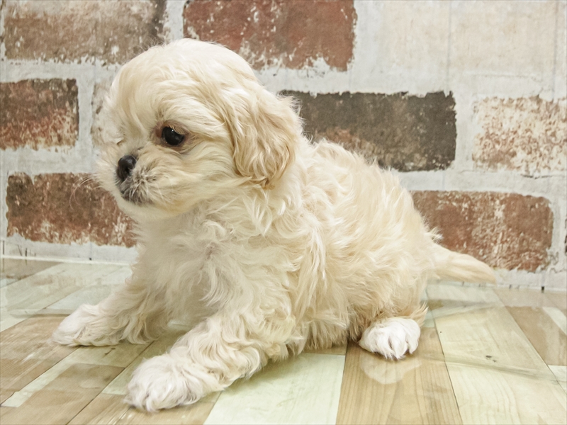 愛知県のペキプー(ペキニーズ×プードル) (ワンラブ名古屋守山インター総本店/2025年9月28日生まれ/女の子/クリーム)の子犬の2枚目の画像