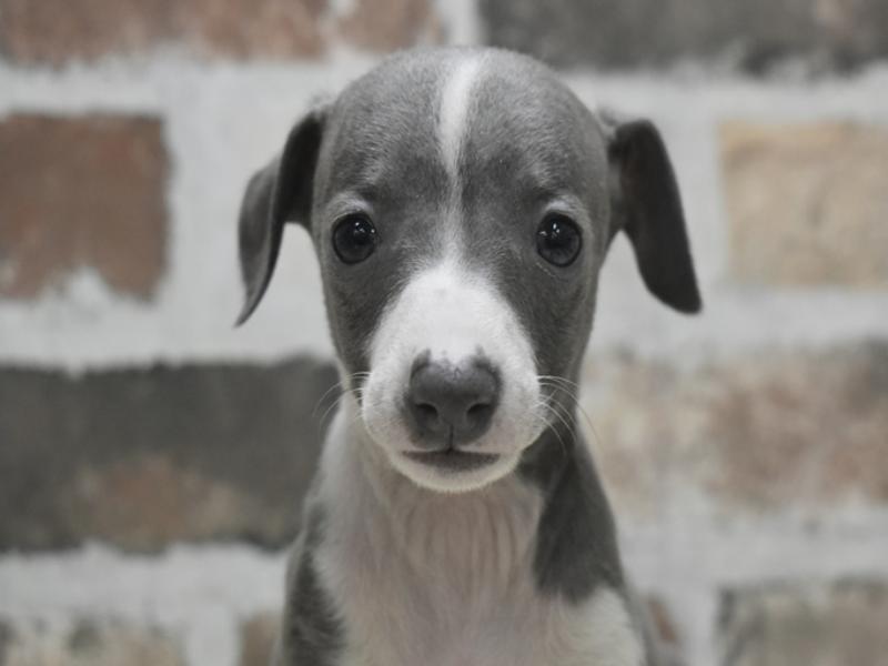 大阪府のイタリアングレーハウンド (ワンラブアクロスプラザ大東店/2025年10月1日生まれ/女の子/ブルーホワイト)の子犬